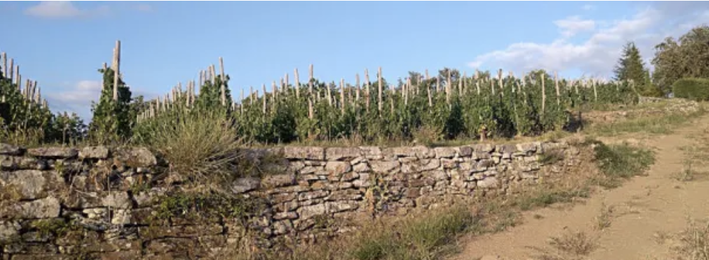 Cantina Le masse di Lamole